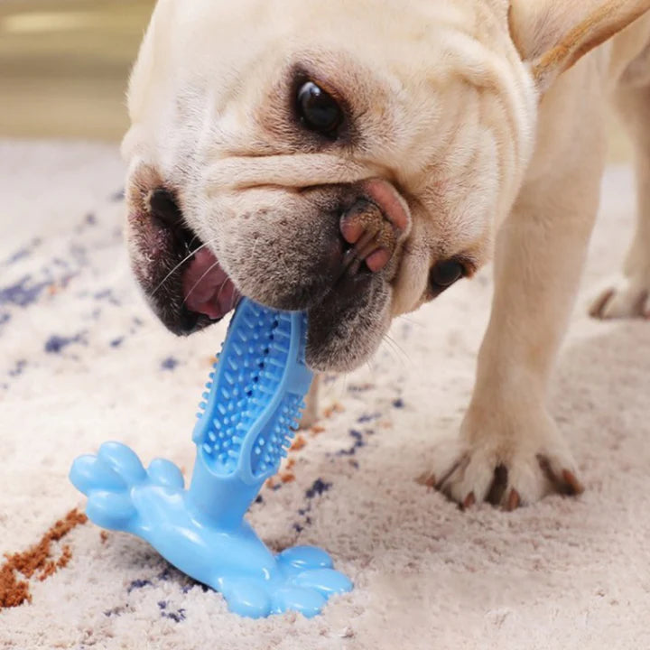HeyChewy - Låt hunden rengöra tänderna själv!